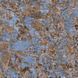 Керамограніт Versace Maximvs galax.blue lux r 60x60 G67625 фото 1